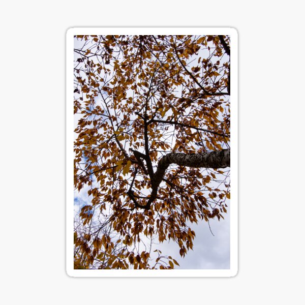 Item preview,  Tieve Gardens, Mount Macedon, Victoria, Australia designed and sold by Dream Stellina.