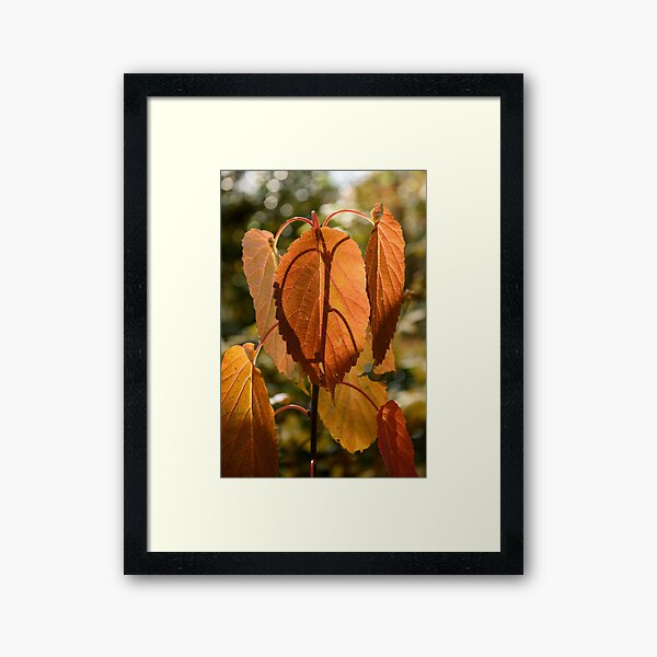 Item preview, Tieve Gardens, Mount Macedon, Victoria, Australia designed and sold by silvtom.