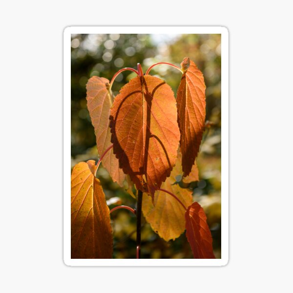 Item preview, Tieve Gardens, Mount Macedon, Victoria, Australia designed and sold by Dream Stellina.