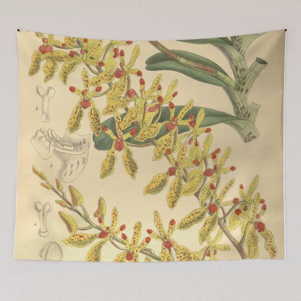 Item preview, Renanthera annamensis Curtis' 133 (Ser. 4 no. 3) pl. 8116 (1907) designed and sold by EsotericBotanic.