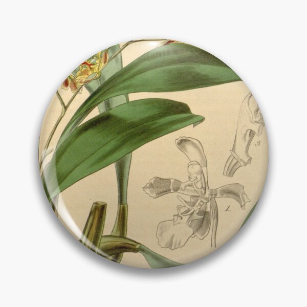 Item preview, Oncidium cruciatum (as Oncidium pubes var. flavescens) Curtis' 68 (N.S. 15) pl. 3926 (1842) designed and sold by EsotericBotanic.
