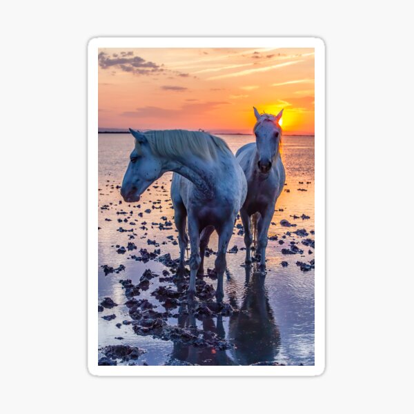 Item preview, Beautiful Camargue Horses in Sunrise designed and sold by Vargulich.