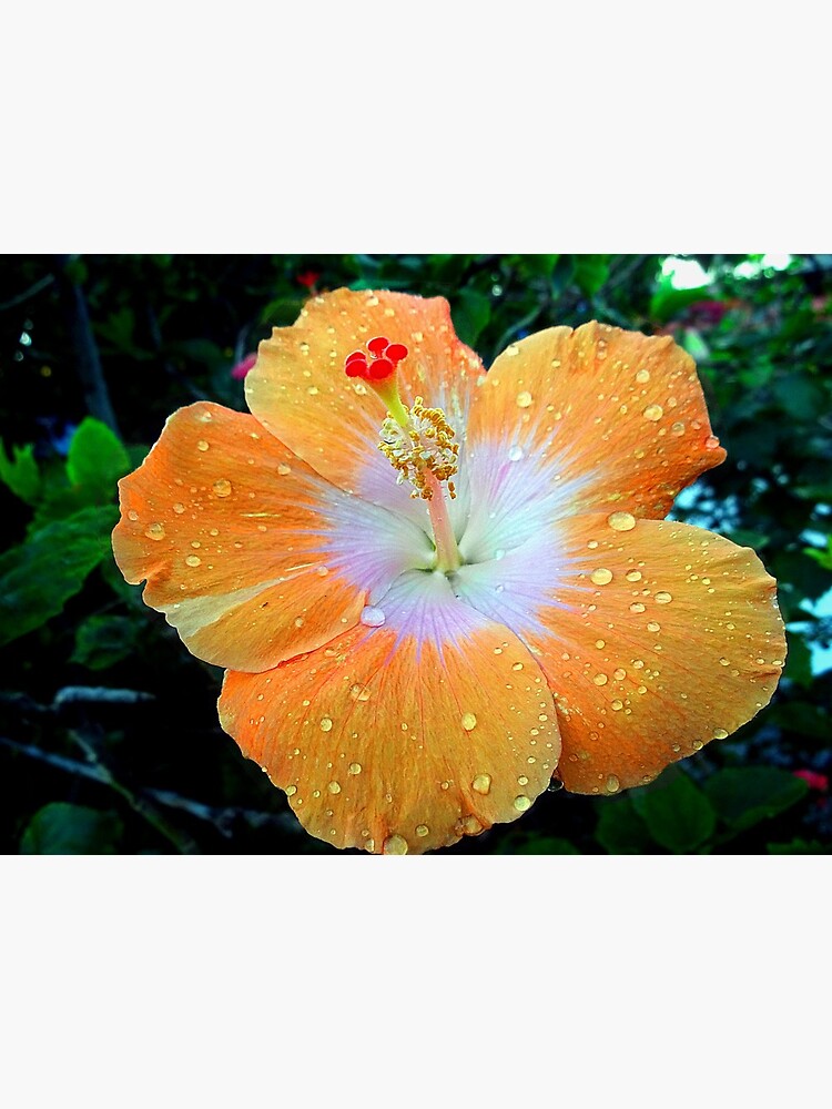 Lámina rígida «Flor de hibisco naranja hawaiana» de avilanche | Redbubble