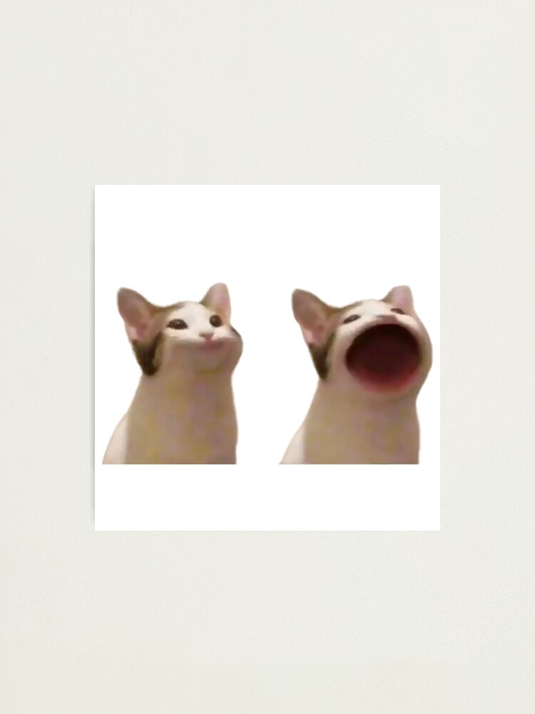 Popping Cat Meme  Photographic Print for Sale by Merch-On