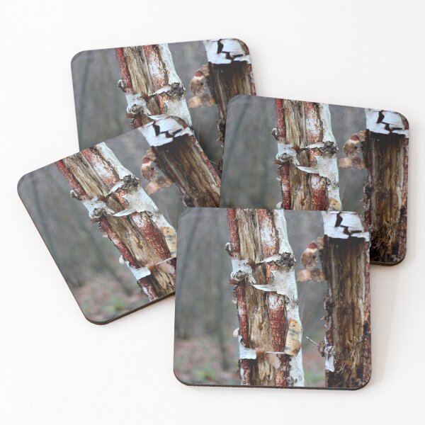Item preview, Birch bark in the woods designed and sold by chihuahuashower.