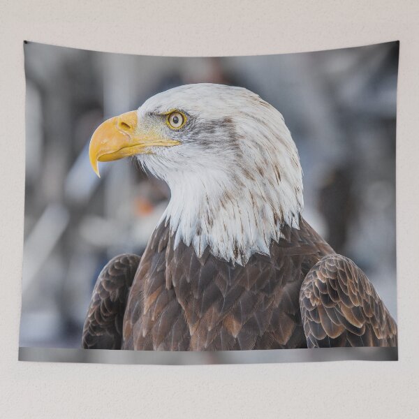 Item preview, Eagle focused shot of a majestic eagle on a winter day designed and sold by Carla Nay.