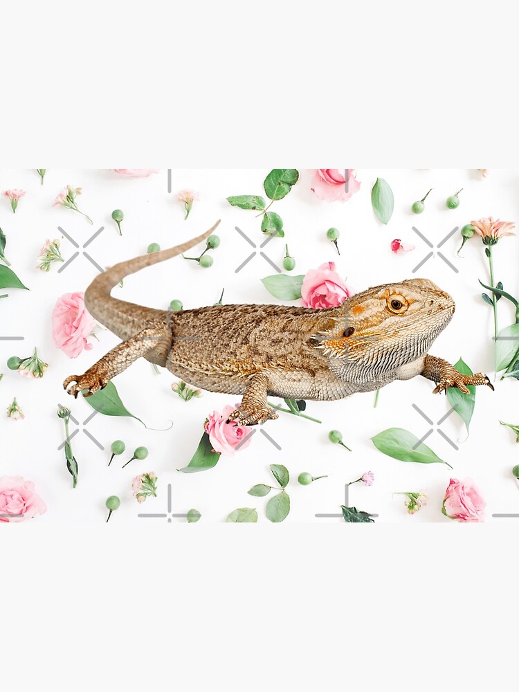 Bearded Dragon On A Carnation Background by snibbo71