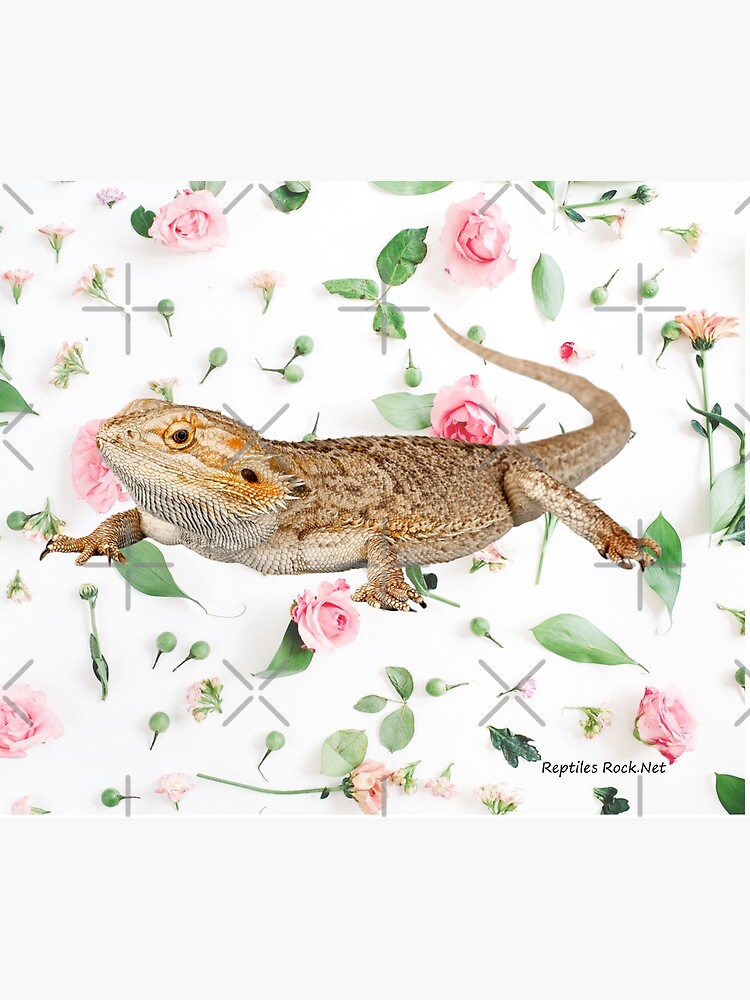 Bearded Dragon On A Carnation Background by snibbo71