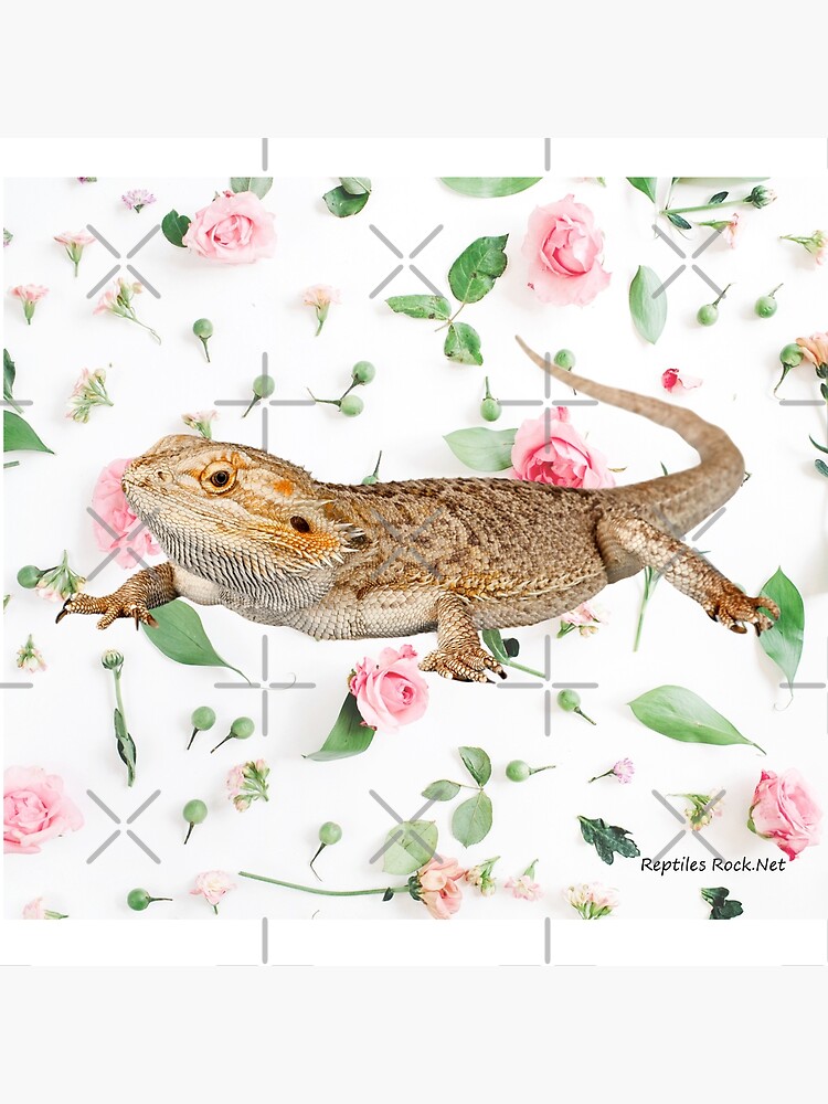 Bearded Dragon On A Carnation Background by snibbo71