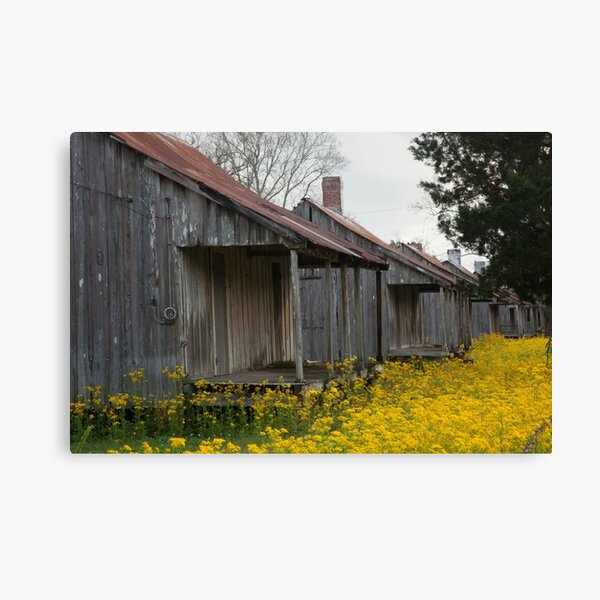 Old Slave Quarters in Louisana with yellow wild flowers Canvas Print