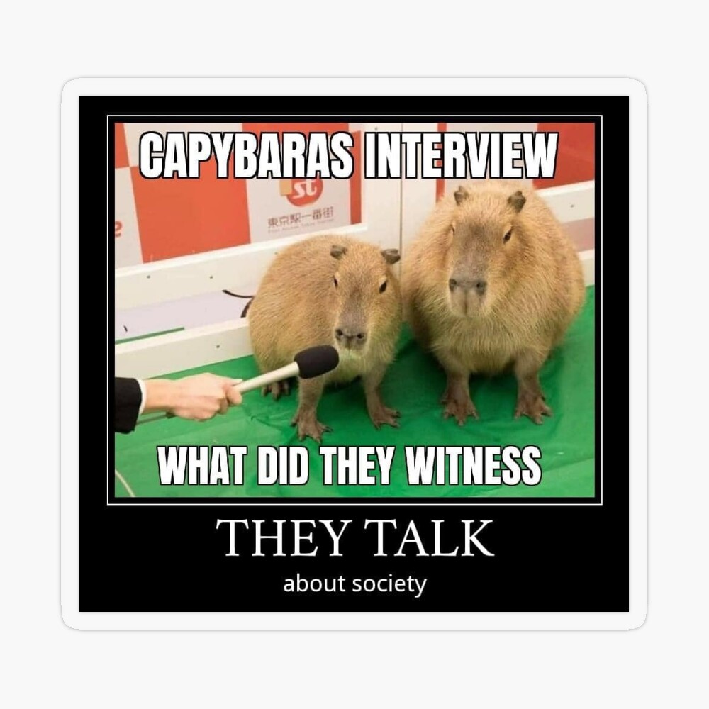 Bob a Capivara - Timeline  Capybara, Memes, Funny pictures