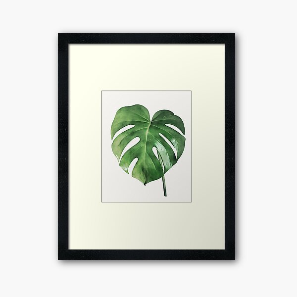 Monstera Deliciosa II Framed Art Print