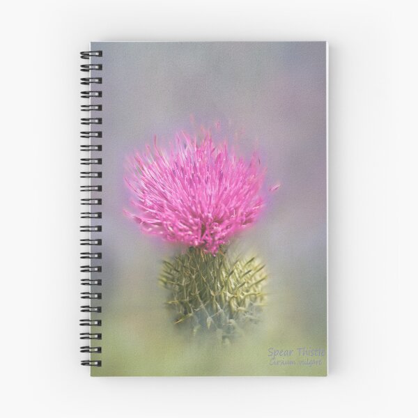 Item preview, Photo art, Spear Thistle (Cirsium vulgare)  designed and sold by Hugh McKean.