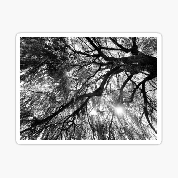 Looking Through the Trees Sticker