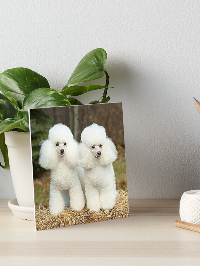 Toy Poodle Gorgeous Mini Dog Teddy | Art Board Print