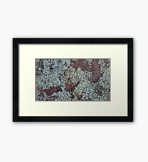 Lichen Framed Print