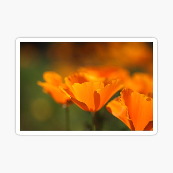 Item preview, California Poppies  designed and sold by bubblenjb.