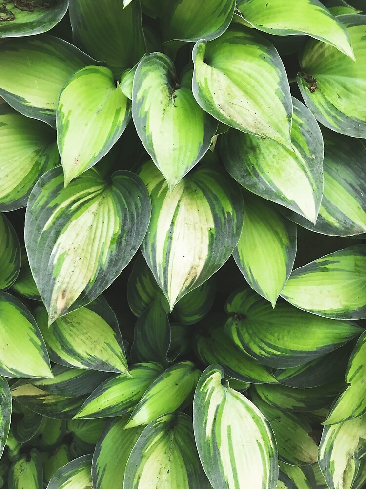 "Pothos Plant Design" Poster for Sale by StudioBec | Redbubble