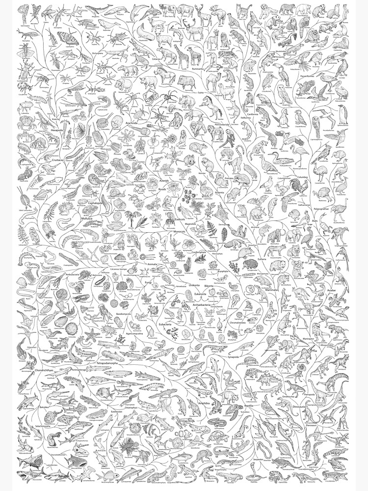 Tree of Life - Animal Evolution - Black & White (Annotated) by EvolutionPoster