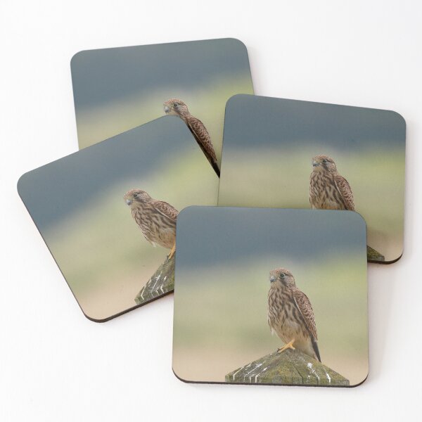 Item preview, Kestrel looking for a kill  designed and sold by miradorpictures.
