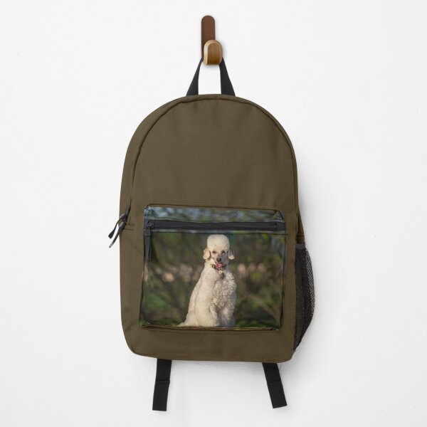 Item preview, Cream Miniature Poodle in the Afternoon Sun designed and sold by Mimi Foley.