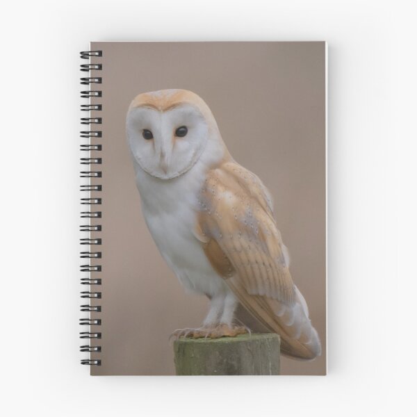 Item preview, barn owl designed and sold by tammy mellor.