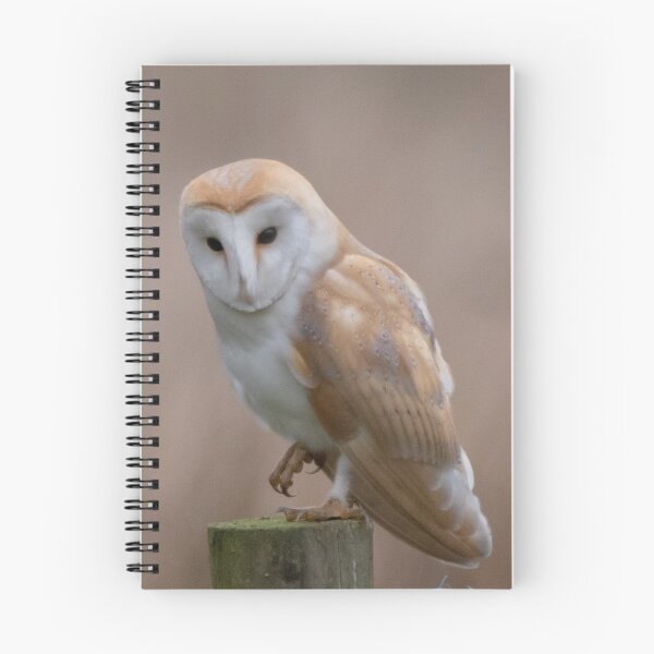 Item preview, barn owl designed and sold by tammy mellor.