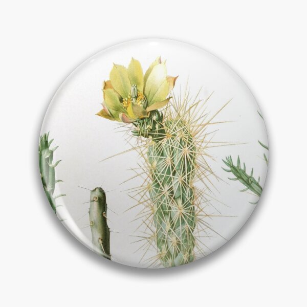 Artikelvorschau, Vintage Opuntia Varities Botanical Print von den Cactaceae entworfen und verkauft von Douglas E. Welch Design and Photography.