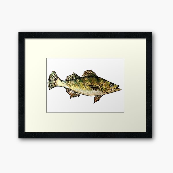 Yellow Perch Fish Drawing Framed Art Print for Sale by Michelebuttons