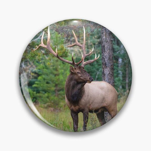 Item preview, Bull Elk or wapiti (Cervus canadensis) with Antler Rack designed and sold by ScienceSource.