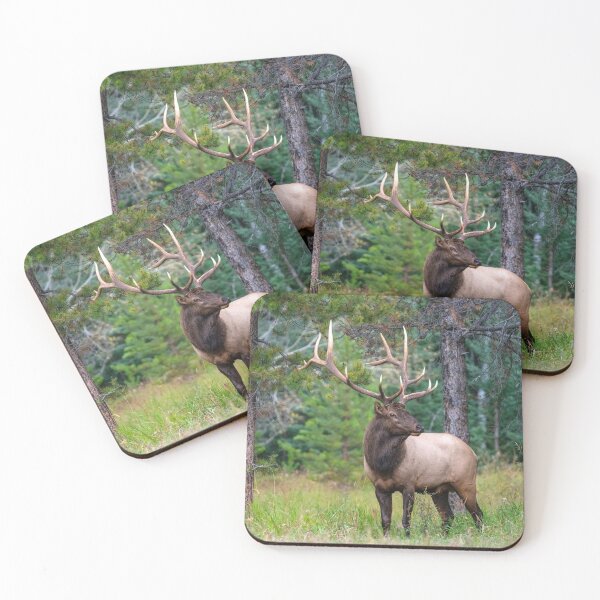 Item preview, Bull Elk or wapiti (Cervus canadensis) with Antler Rack designed and sold by ScienceSource.