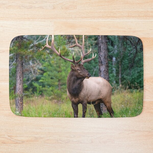 Item preview, Bull Elk or wapiti (Cervus canadensis) with Antler Rack designed and sold by ScienceSource.