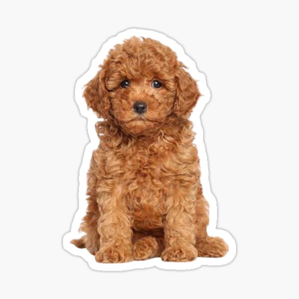 Item preview, Cute Puppy designed and sold by thecavapootales.