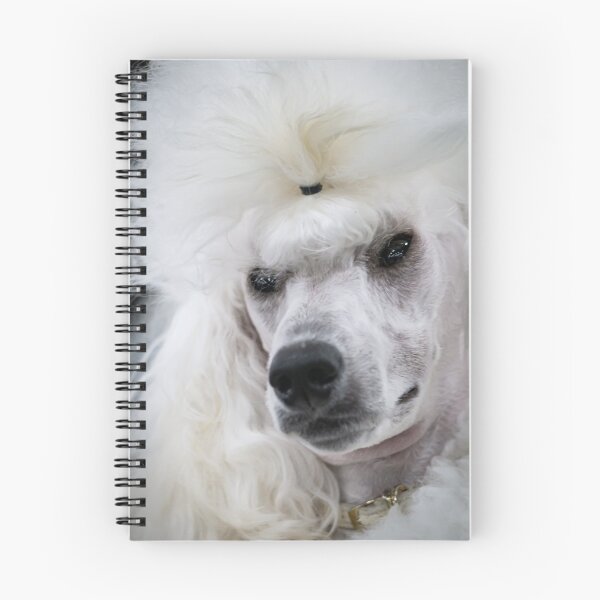 Item preview, Cream Poodle Ready for the Show Ring designed and sold by Mimi Foley.