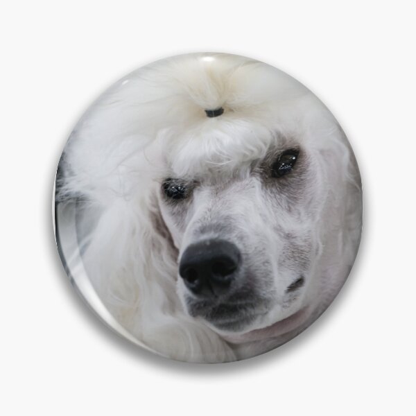 Item preview, Cream Poodle Ready for the Show Ring designed and sold by Mimi Foley.