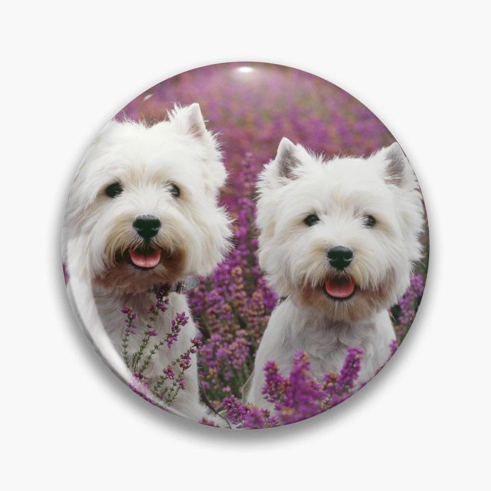 Shops westie plates