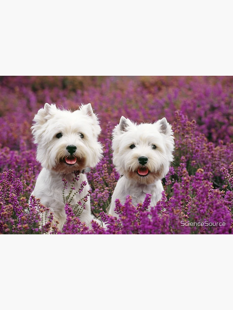 Albino westie 2024