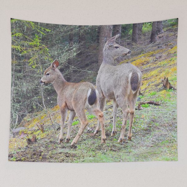 Item preview, Black-tailed deer, wildlife, gifts, animals designed and sold by Sandra O'Toole.