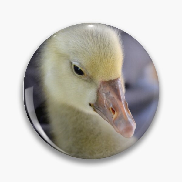 Aperçu de l'œuvre Little Gosling créée et vendue par Deborah Clearwater.