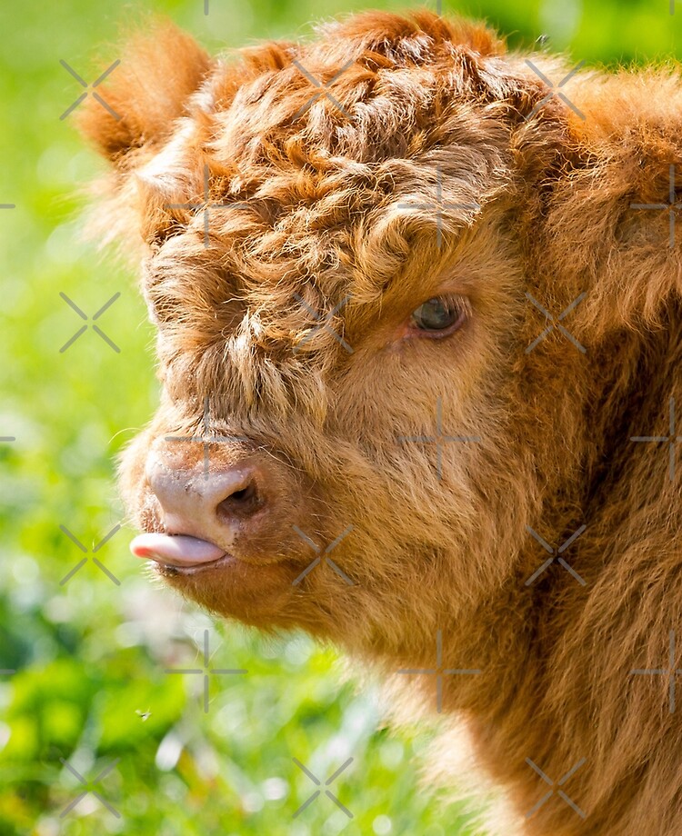 Raspberry Cow Photographic Print for Sale by Jane Stanley