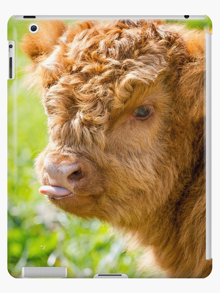 Raspberry Cow Photographic Print for Sale by Jane Stanley