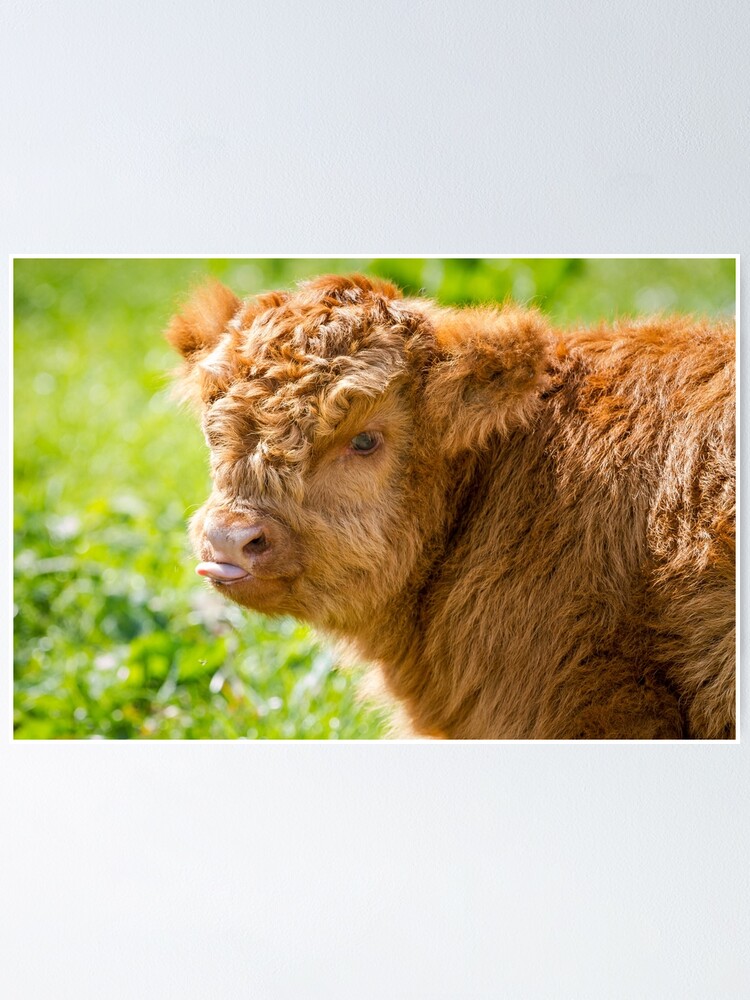 "Raspberry Cow" Poster by JStanley19 Redbubble
