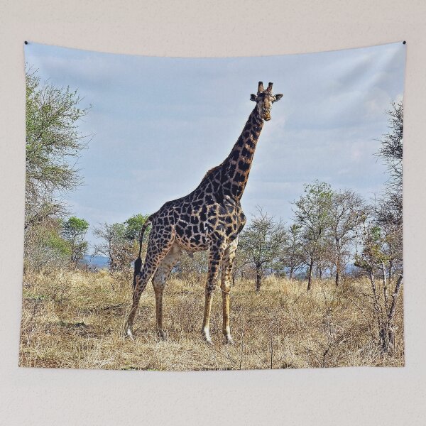 Item preview, Giraffe in the Wild, Kruger national park, South Africa  designed and sold by worldways.