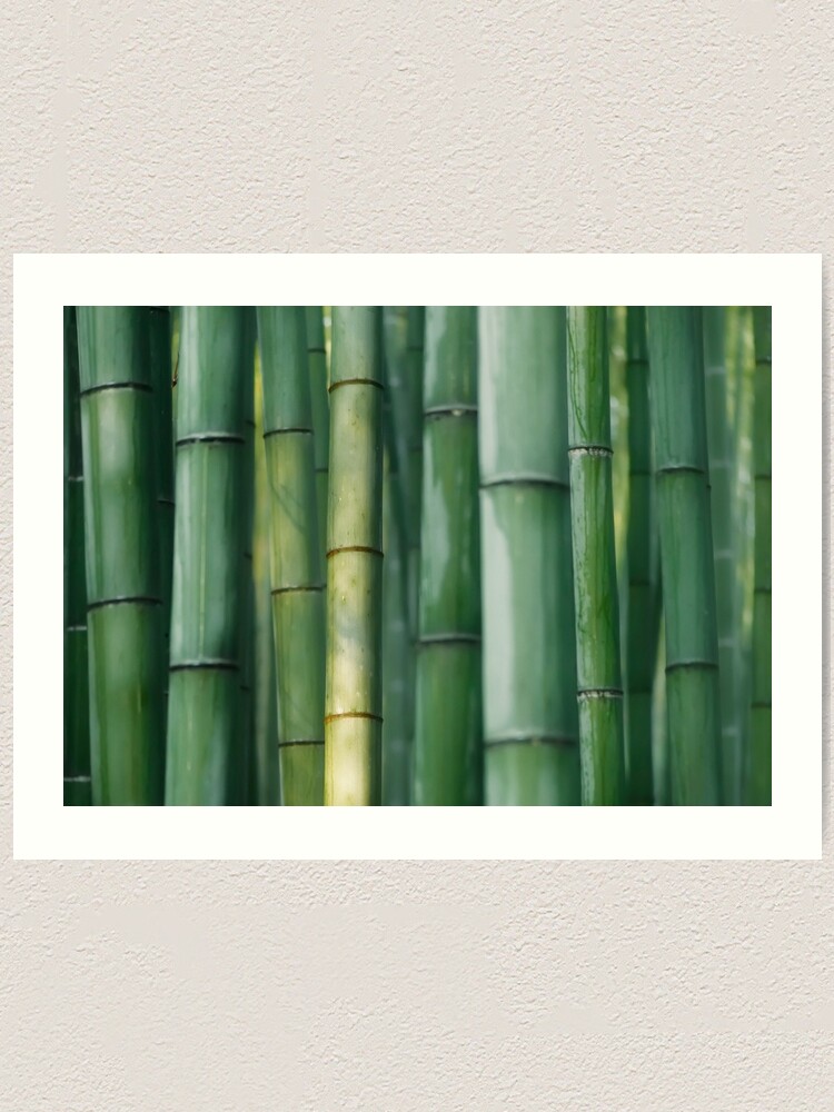 Art Print of Green stems of bamboo forest