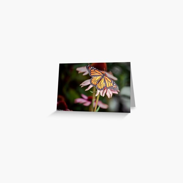 Monarch Butterfly on Purple Coneflower Greeting Card
