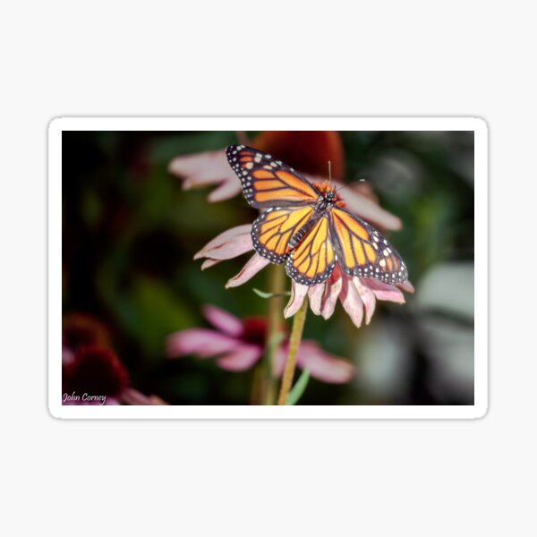 Monarch Butterfly on Purple Coneflower Sticker
