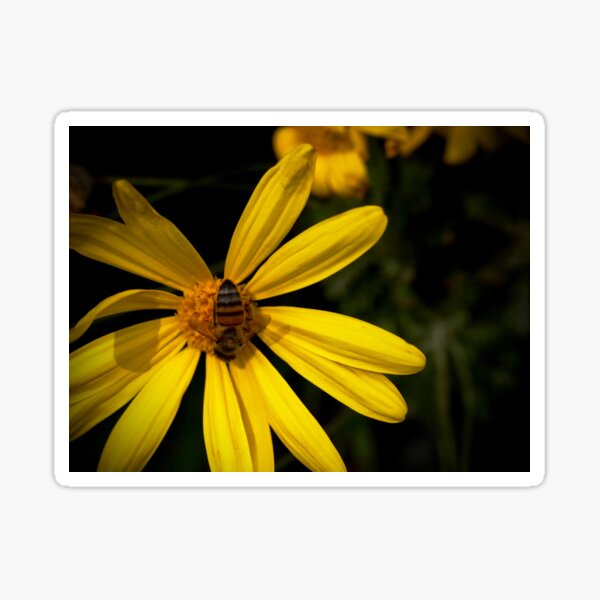 Bee on Yellow Flower Sticker