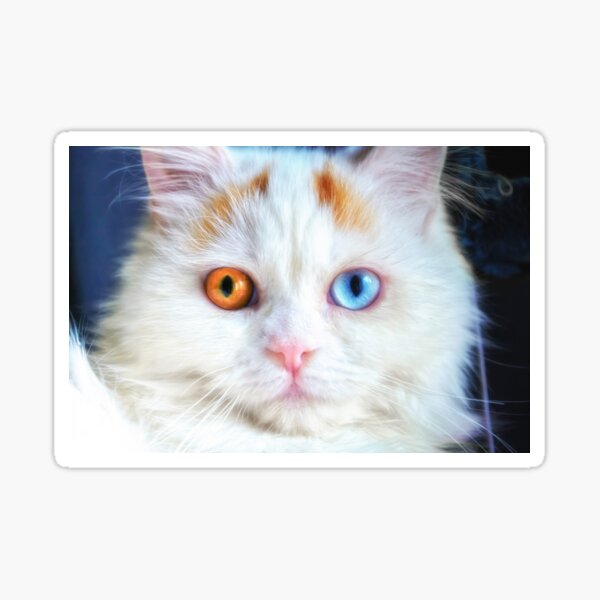 Item preview, Odd-Eyed White Cat designed and sold by BonniePhantasm.