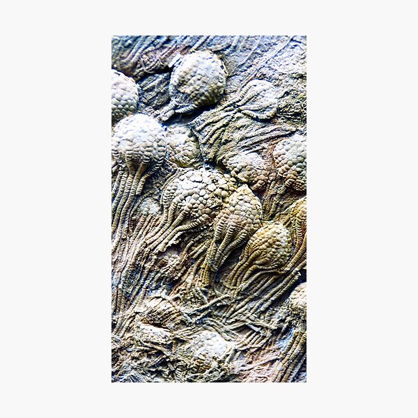 Artikel-Vorschau von Crinoid Fossils Crinoid Fossil Paläontologie Geologie, designt und verkauft von PaleoArtistry.