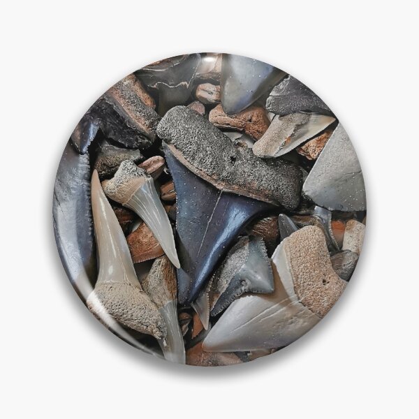 Item preview, Shark Teeth Fossils Shark Tooth Fossil Megalodon Great White designed and sold by PaleoArtistry.